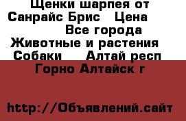 Щенки шарпея от Санрайс Брис › Цена ­ 30 000 - Все города Животные и растения » Собаки   . Алтай респ.,Горно-Алтайск г.